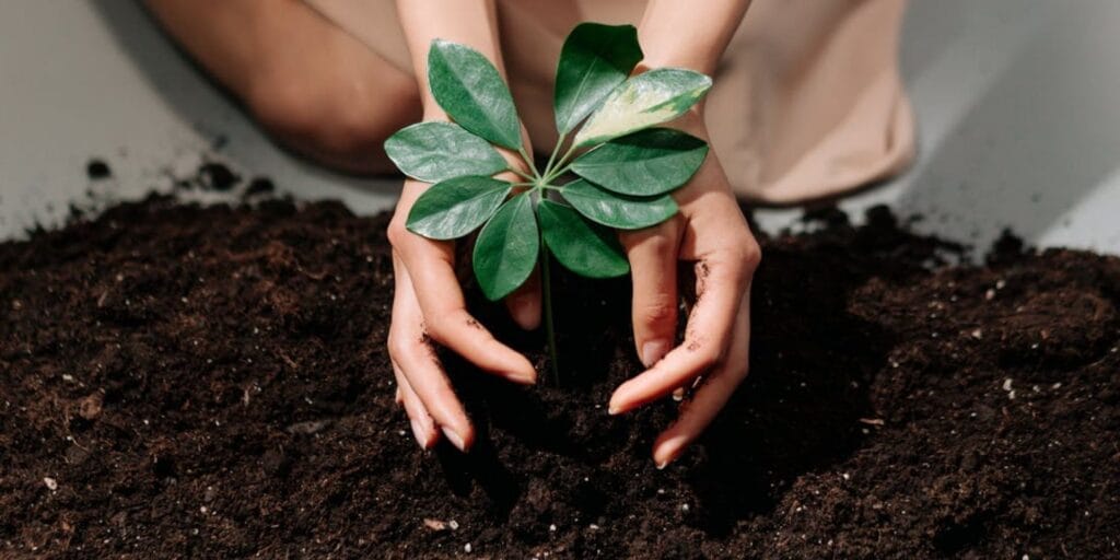 planting plant sustainable future